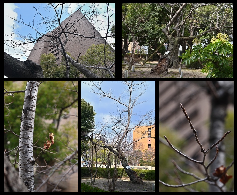 �L���s�����̔픚��