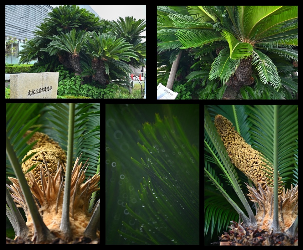 �L���N�Z���^�[�̑h�S