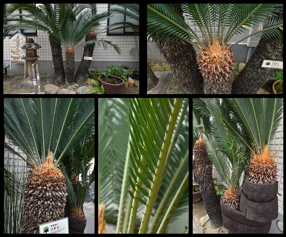 �������̃\�e�c