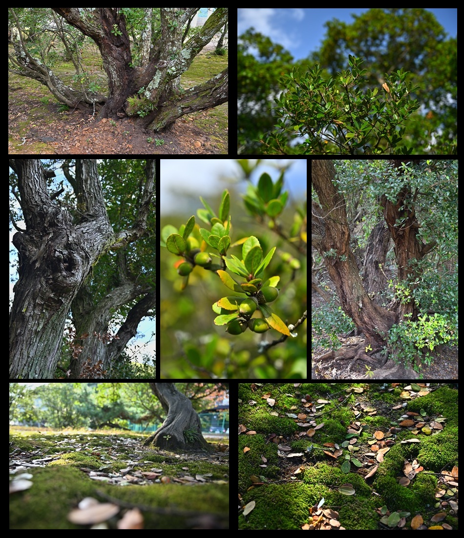 ��_�Ђ̃E�o���K�V�Q�p