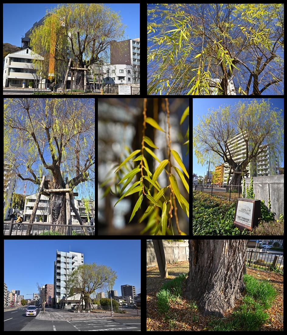 段原南のシダレヤナギ