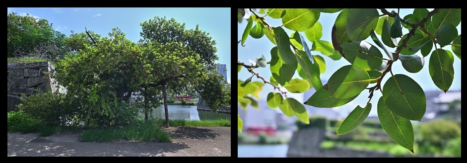 �L����̃}���o���i�M