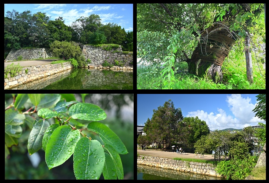 �L����̃}���o���i�M