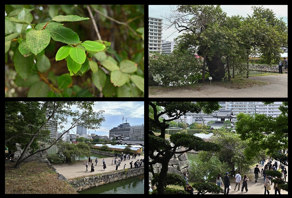 �L����̃}���o���i�M