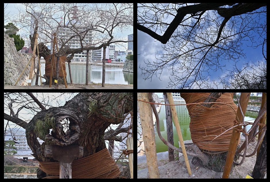 �L����̃}���o���i�M