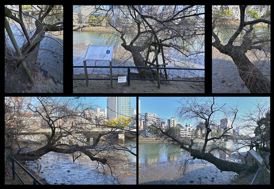 ��������l�̃V�_�����i�M