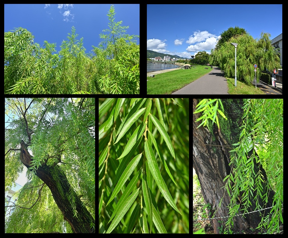 ���݂̃V�_�����i�M