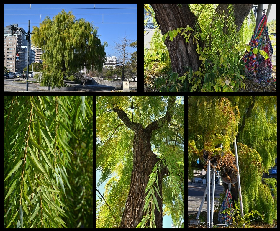 �ߌ����̃V�_�����i�M