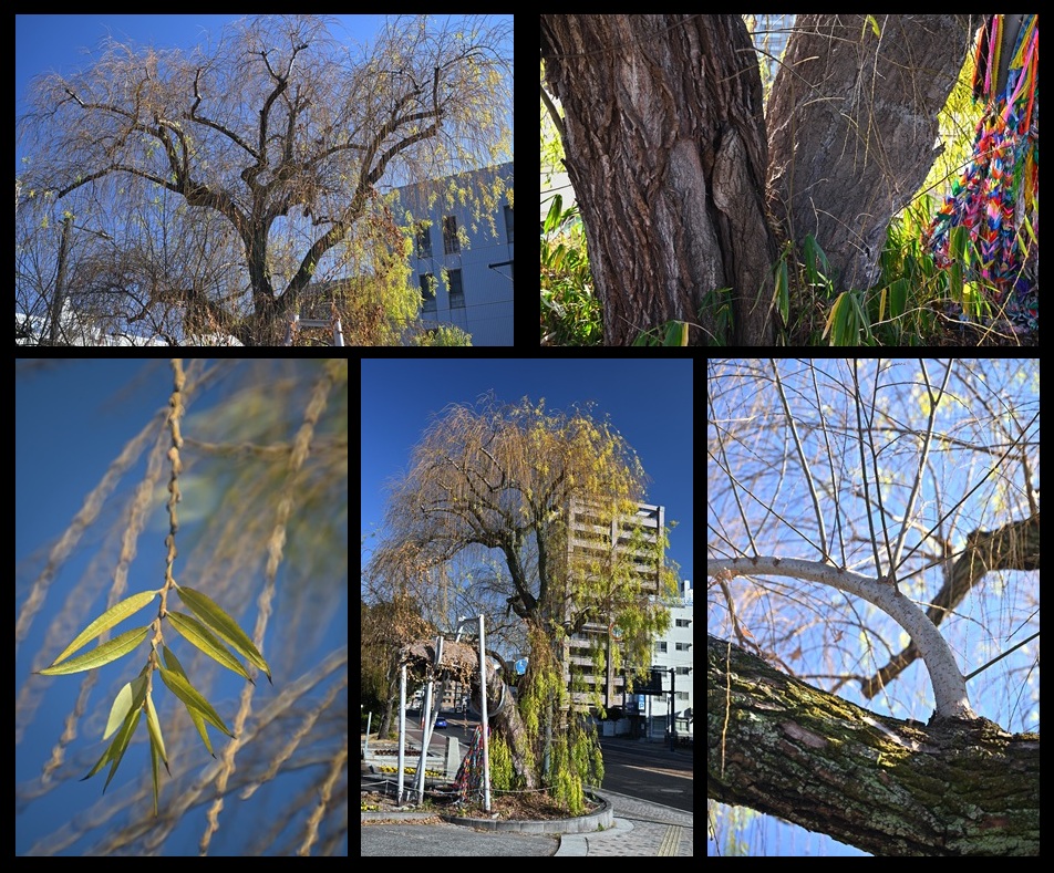 �ߌ����̃V�_�����i�M