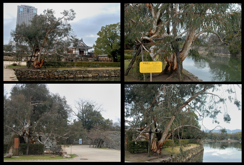 広島城のユーカリ