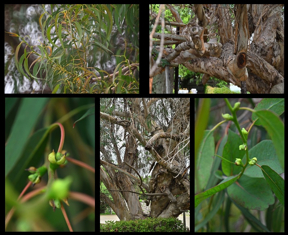 広島城のユーカリ