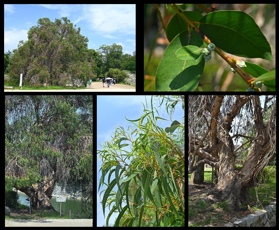 �L����̃��[�J��