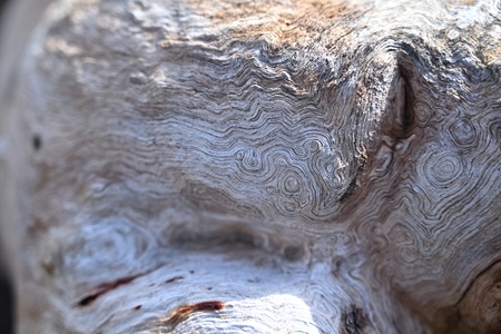 ユーカリの樹皮